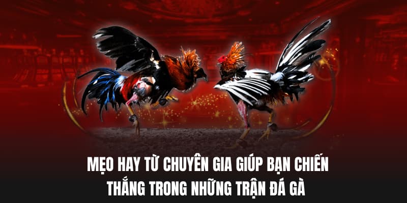 Mẹo hay từ chuyên gia giúp bạn chiến thắng trong những trận đá gà