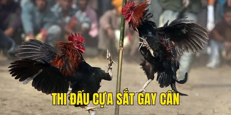 Thi đấu cựa sắt gay cấn