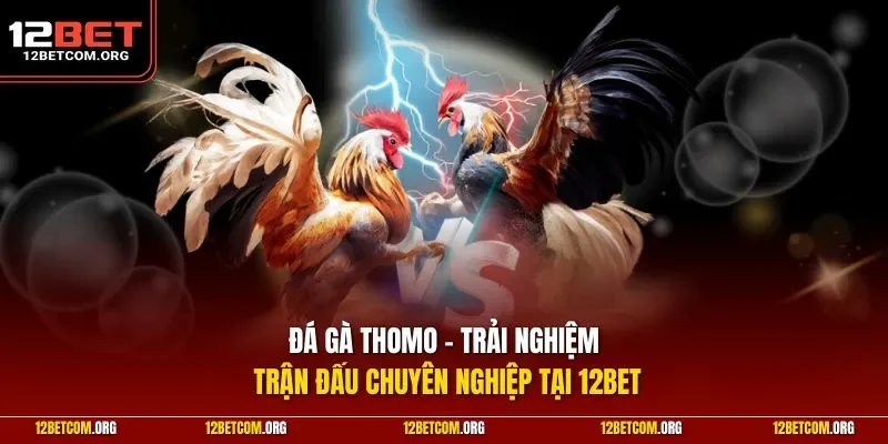 Đá gà thomo