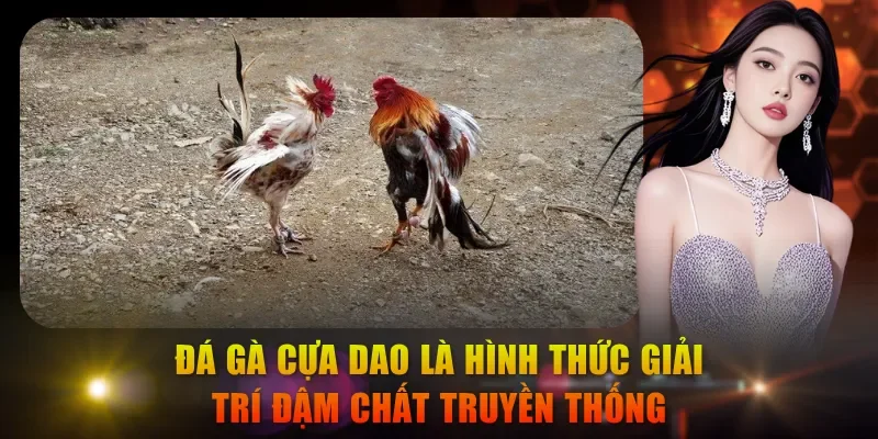 Đá gà cựa dao là hình thức giải trí đậm chất truyền thống