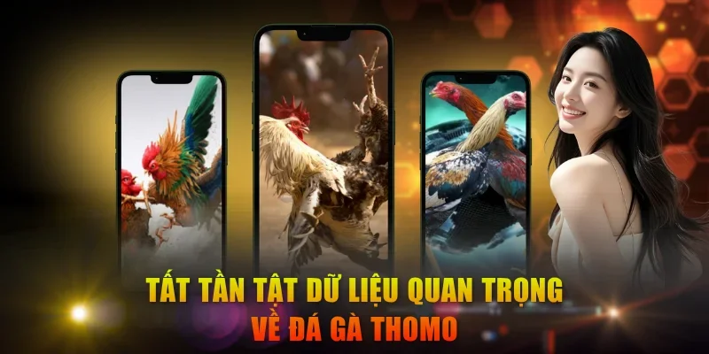 Tất tần tật dữ liệu quan trọng về đá gà Thomo