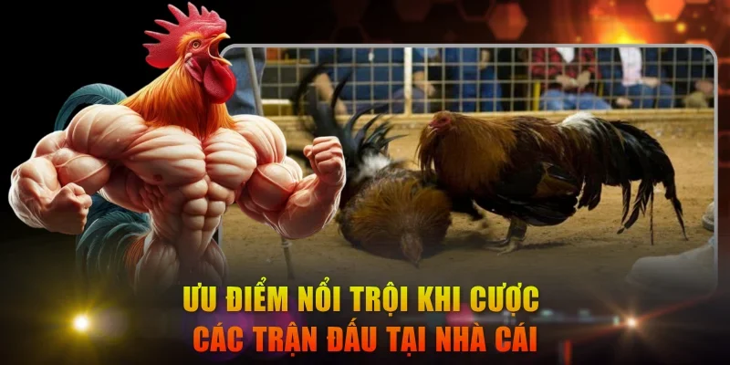 Ưu điểm nổi trội khi cược các trận đấu tại nhà cái